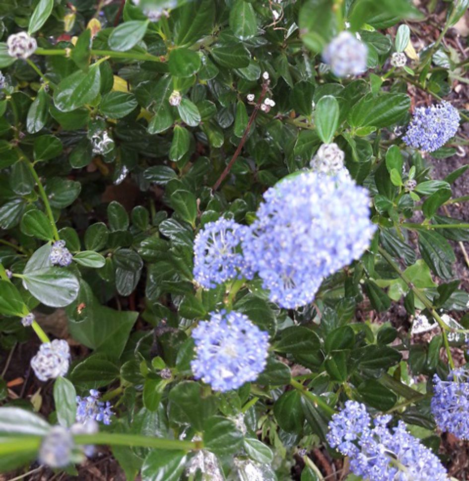 laag struikje met blauwe trosbloempjes